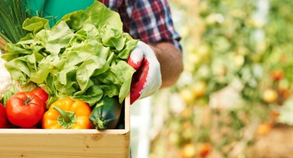 PROEZA promueve la seguridad alimentaria de familias campesinas e indígenas