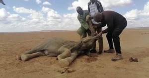 La sequía en Kenia causó la muerte de 205 elefantes