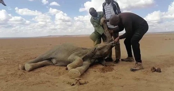 La sequía en Kenia causó la muerte de 205 elefantes
