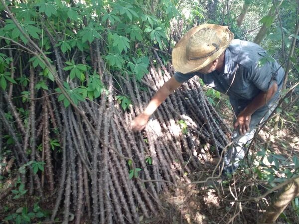 Anuncian escasez y encarecimiento de la mandioca - Nacionales - ABC Color