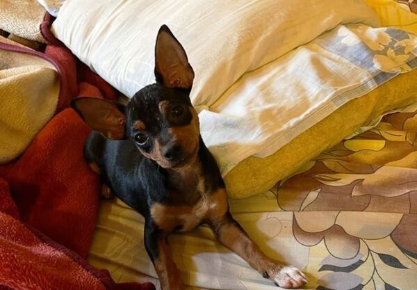Buscan a “Milaneso” •