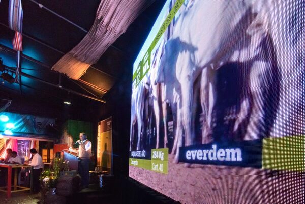 Hoy martes, Everdem remata más de 800 vacunos de invernada por pantalla