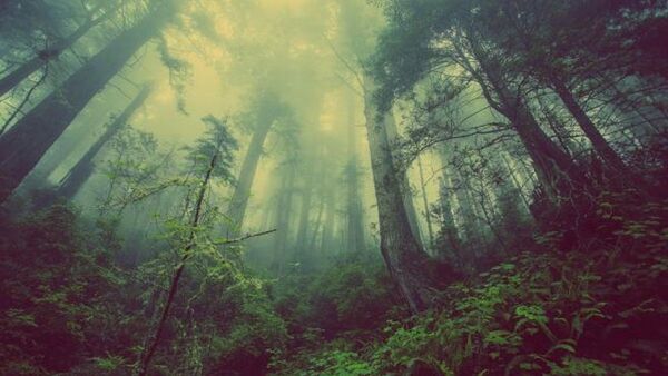 Científicos reclaman detener la deforestación de los bosques