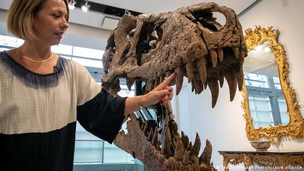Cráneo de T. Rex de hace 76 millones de años será subastado en Nueva York