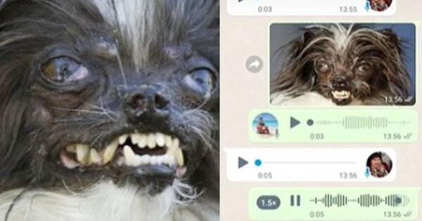 La Nación / “Bonito”, la broma del perro en tiktok que a más de uno robó una carcajada