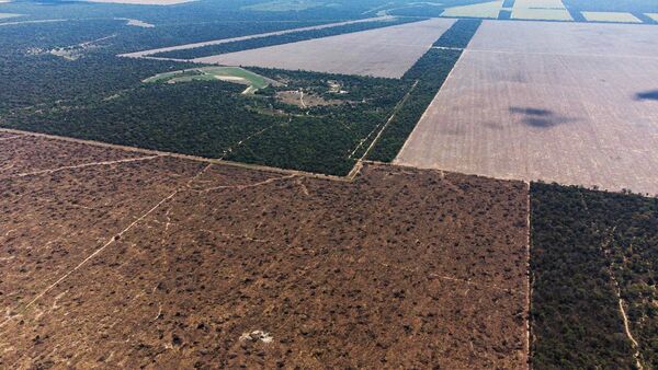 Deforestación devora miles de hectáreas del Gran Chaco