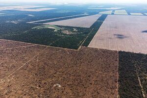 Deforestación devora miles de hectáreas del Gran Chaco