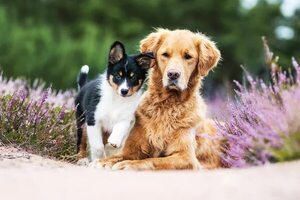 Mascotas, los grandes excluidos del Censo - Nacionales - ABC Color
