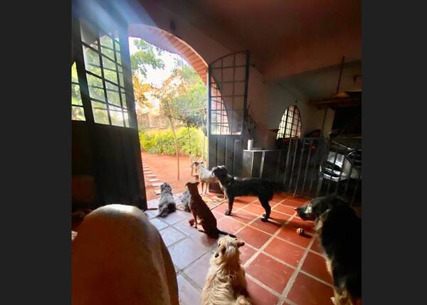 Crónica / [GALERÍA] Así esperan loperro por los censistas