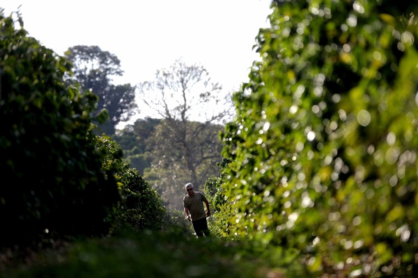 Brasil recogerá en 2023 la mayor cosecha de su historia - MarketData