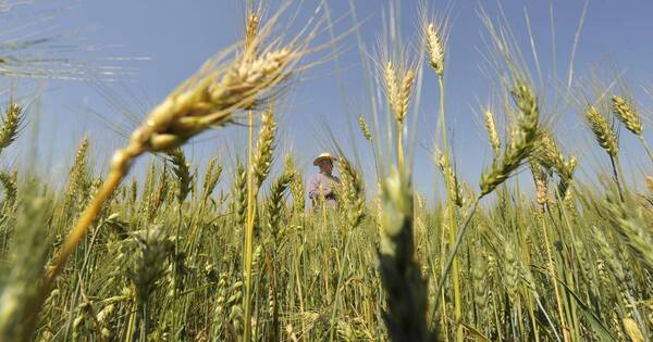 La Nación / Alta humedad afectó calidad del 60% de la producción de trigo y ocasionó aumento de precios