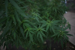 Costa Rica capacita a funcionarios y productores en cannabis y cáñamo - MarketData