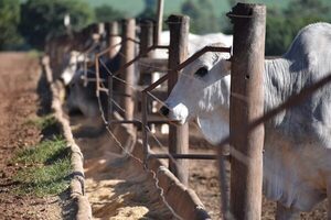 Precio del ganado gordo de exportación se valoriza 20 centavos de dólar