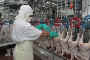 Sector avícola resalta aumento en exportaciones - trece