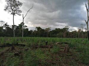 Crónica / Motosierrista murió aplastado por un feroz árbol en la Reserva Morombí