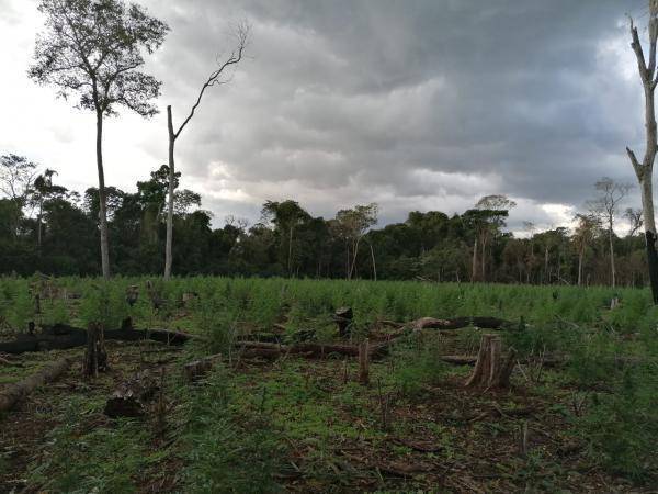 Crónica / Motosierrista murió aplastado por un feroz árbol en la Reserva Morombí