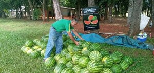 Producción de sandía fortalece a dos municipios del Dpto. de Itapúa