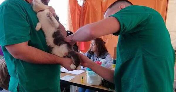 La Nación / Vacunan contra la rabia a mascotas