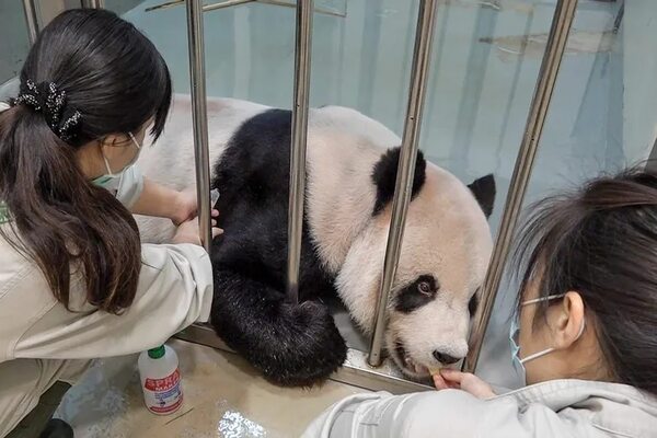 Tuan Tuan, el oso panda enfermo que ha acercado a China y Taiwán - Mundo - ABC Color