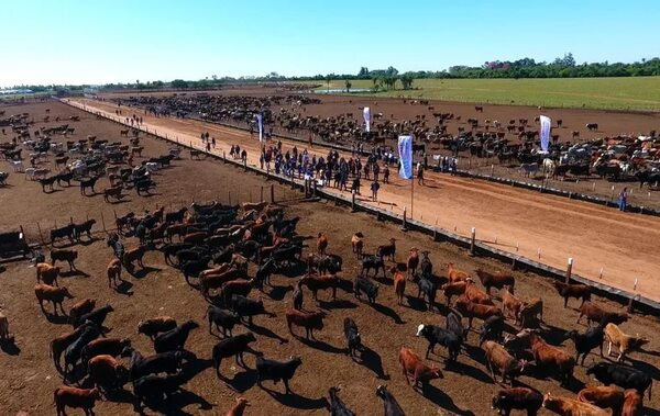 COP27: UGP denuncia presión externa para que Paraguay se adhiera a convenios sobre cambio climático - Economía - ABC Color