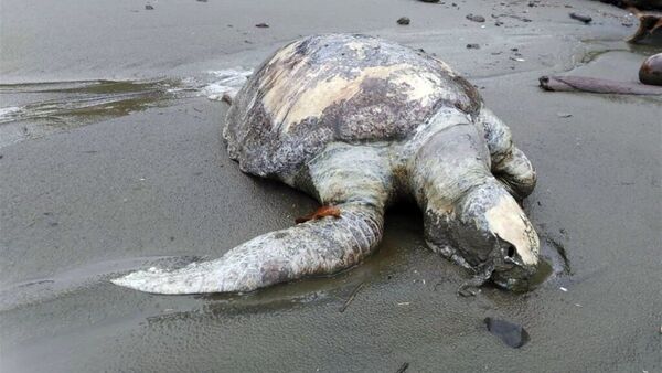 Hallan más de 150 tortugas muertas en playas de Panamá