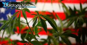 Coalición política y religiosa derrotó a la legalización de la marihuana en EE.UU tras las elecciones
