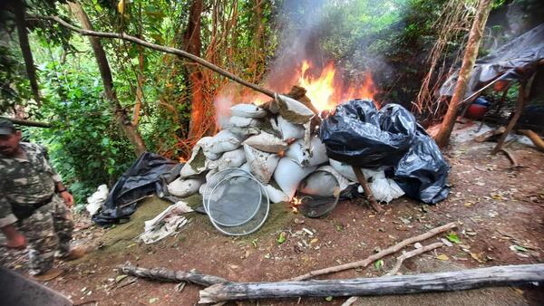 SENAD destruyó plantaciones e incineró cerca de 2 toneladas de supuesta marihuana - Radio Imperio