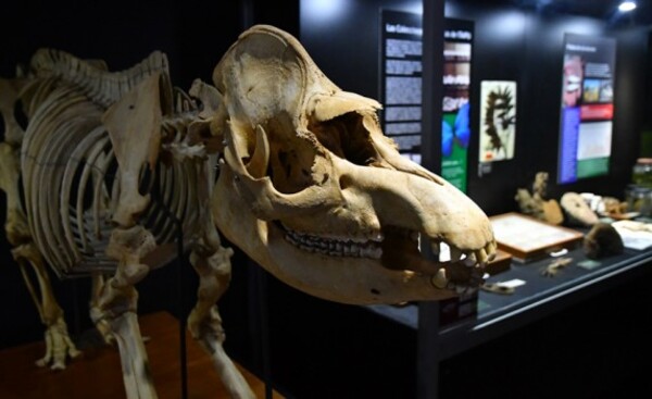 Museo de Itaipú Tierra Guaraní cierra temporalmente