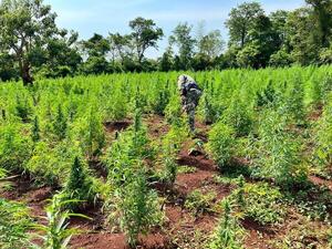 SENAD destruyó 5 hectáreas de marihuana en Capitán Bado.