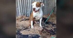 La Nación / Asesinan a puñaladas a un perro, propietarios acusan a su vecino