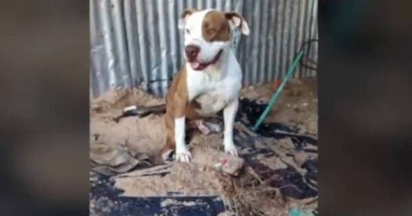 La Nación / Asesinan a puñaladas a un perro, propietarios acusan a su vecino
