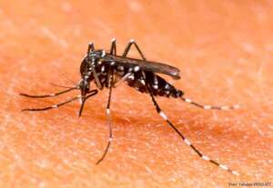 Dengue y chikungunya con números similares de casos - ADN Digital