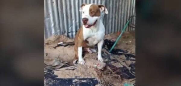 Asesinan a puñaladas a un perro, propietarios acusan a su vecino