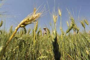 Alta humedad afectó calidad del 60% de la producción de trigo y ocasionó aumento de precios