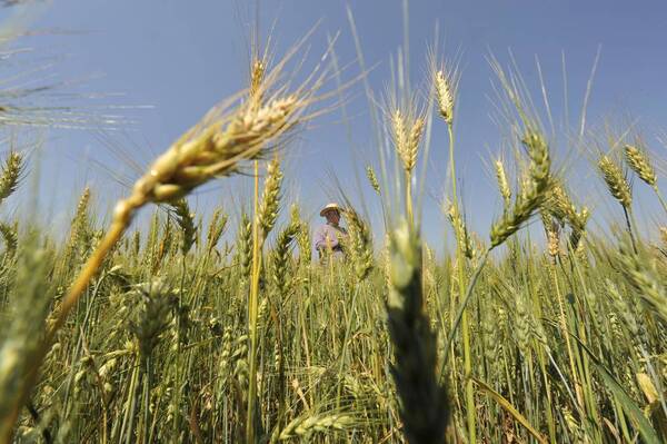 Alta humedad afectó calidad del 60% de la producción de trigo y ocasionó aumento de precios