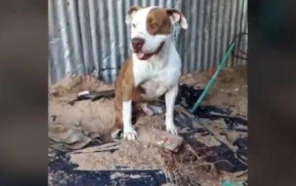 Asesinan a puñaladas a un perro en Asunción – Prensa 5