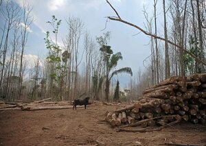El Pantanal, el humedal más extenso del planeta, se seca - Mundo - ABC Color