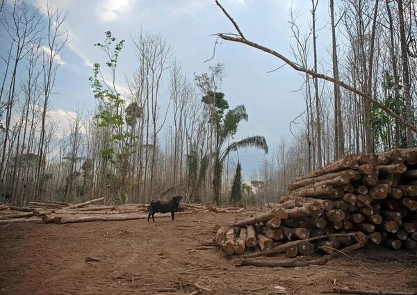 El Pantanal, el humedal más extenso del planeta, se seca - Mundo - ABC Color