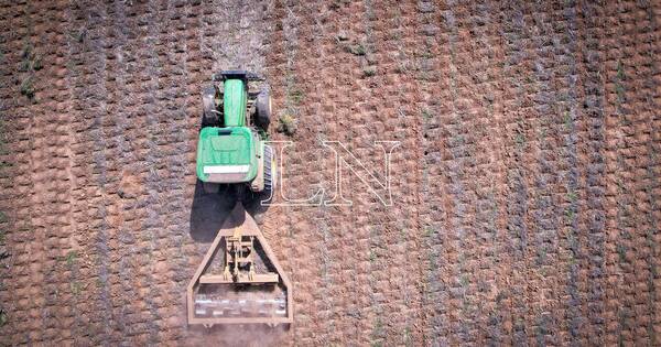 La Nación / COP 27: La agricultura debe ser parte de la solución a los desafíos, sostiene titular del IICA