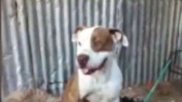 Mató al pitbull del vecino con una lanza