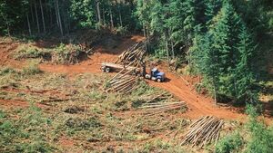 Deforestación en Amazonía bate récord y supera todo 2021
