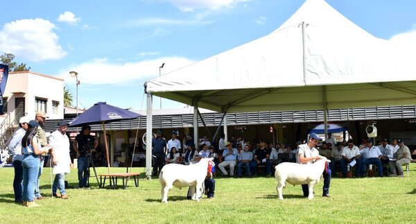 La Expo Nacional Texel 2022 tuvo calidad en pista y buenos negocios