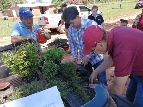 Proyectan muralla natural contra tormentas en 4 departamentos del país - Nacionales - ABC Color