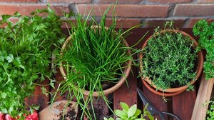 Las virtudes de la citronela y cómo cultivarla