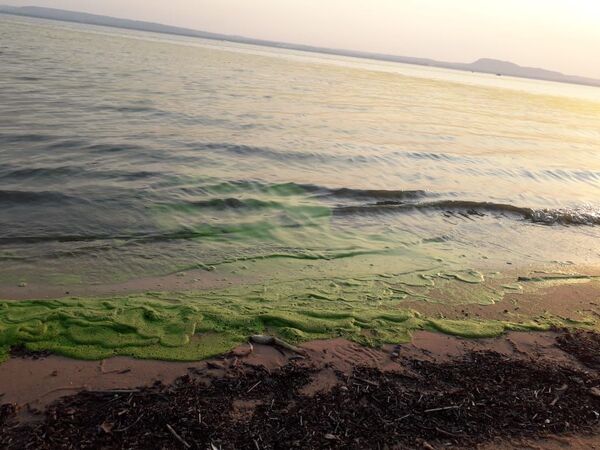 Lago Ypacaraí: algas que aparecieron no son cianobacterias | 1000 Noticias