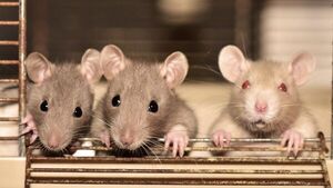 Las ratas captan el ritmo de la música y mueven la cabeza con él