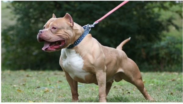 Hombre mató un jagua pitbull y he’i que fue en defensa propia ndaje