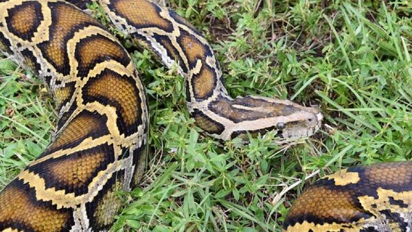 Hallan un caimán de 1,5 metros dentro de una pitón en Florida