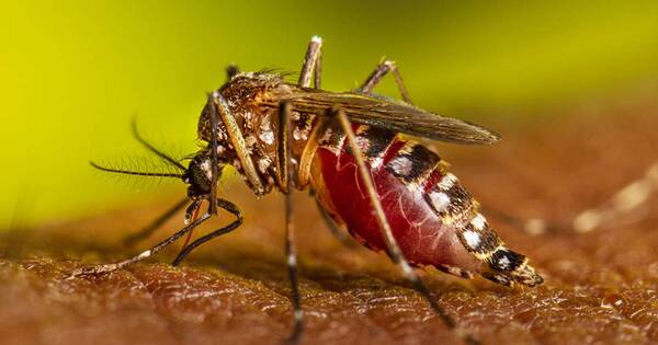 La Nación / En aumento, casos de chikungunya