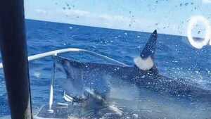 Nueva Zelanda: Tiburón subió al barco de unos pescadores